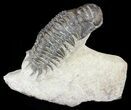 Bargain, Crotalocephalina Trilobite #56000-2